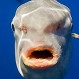 Extraña criatura marina gigante apareció en las costas de Australia: Intentan identificarla