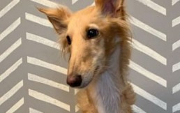 Conoce a “Cleo”: Extraña “perra jirafa” generó múltiples reacciones en redes sociales