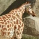 Científicos se encuentran intrigados frente a la aparición de jirafas enanas en África