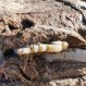 Misteriosa bestia marina de cuatro toneladas fue encontrada en una playa de Gales