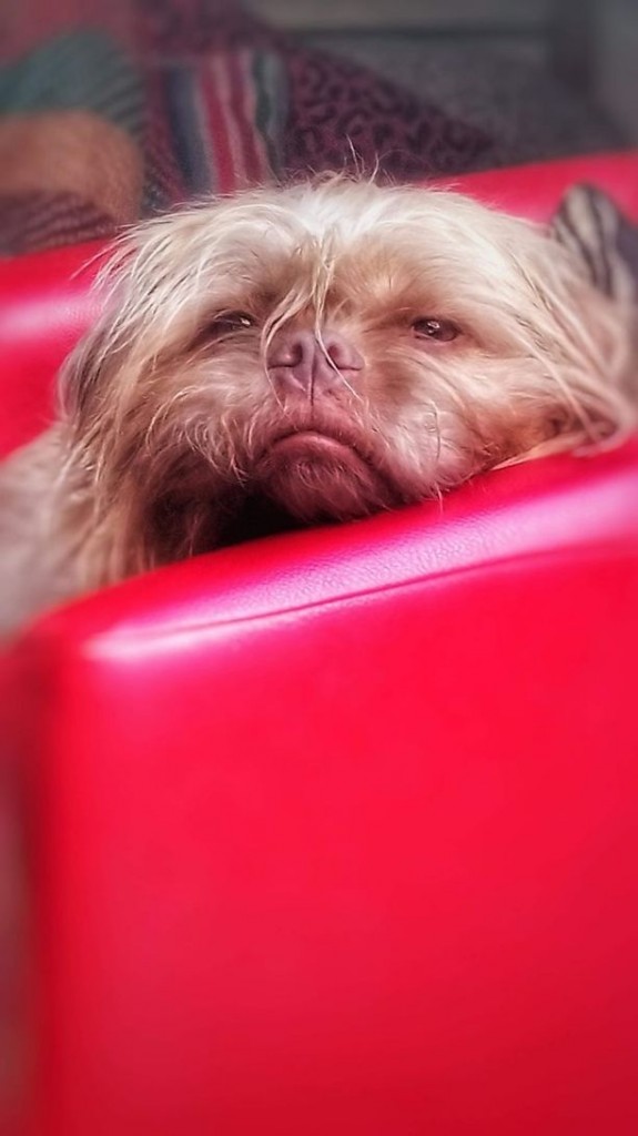 Perro2
