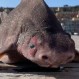 Extraño pez fue encontrado en una isla de Italia: Tenía cuerpo de tiburón y cabeza de cerdo