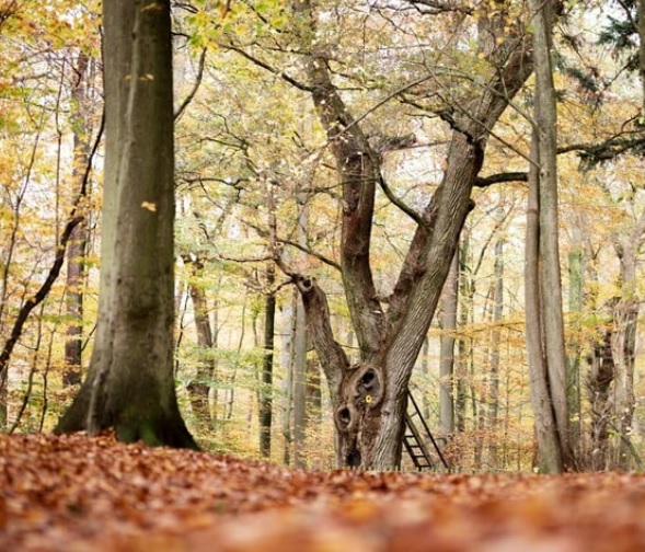 Árbol1
