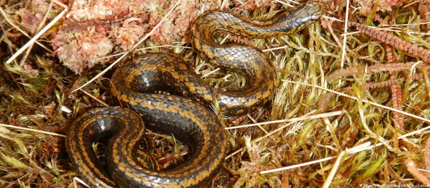Serpiente