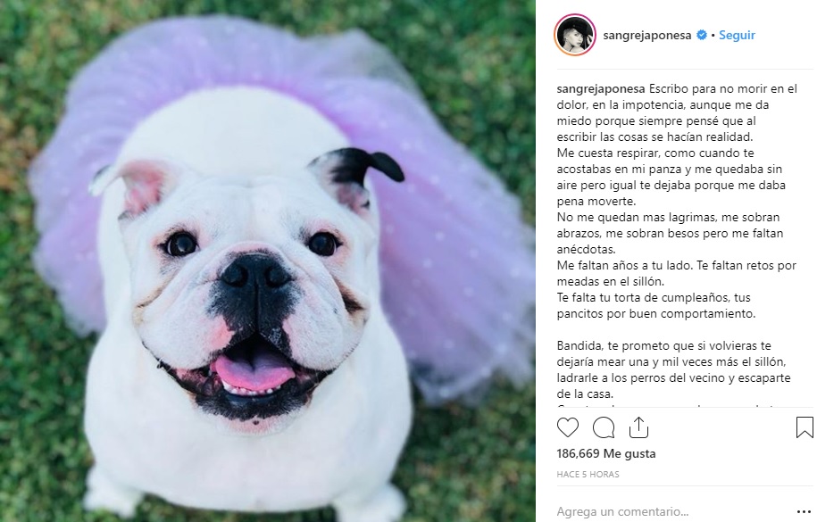 perra de la china suarez