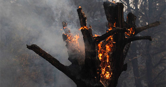 megaincendios-consecuencia-ecologicas-1