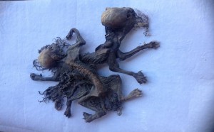 Chupacabras2-