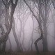 El tétrico bosque de Hoia Baciu: El “Triángulo de las Bermudas” de Rumania