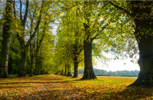 El Clumber Park, en Nottinghamshire.