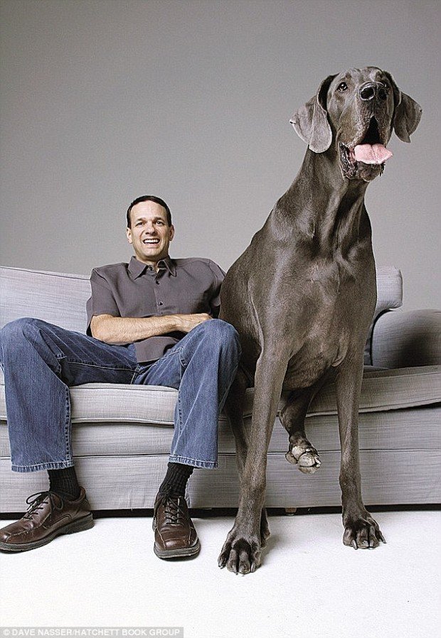 El Perro Más Grande George El Perro Más Grande George