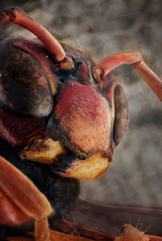 fotos-insectos-microscopicos-6