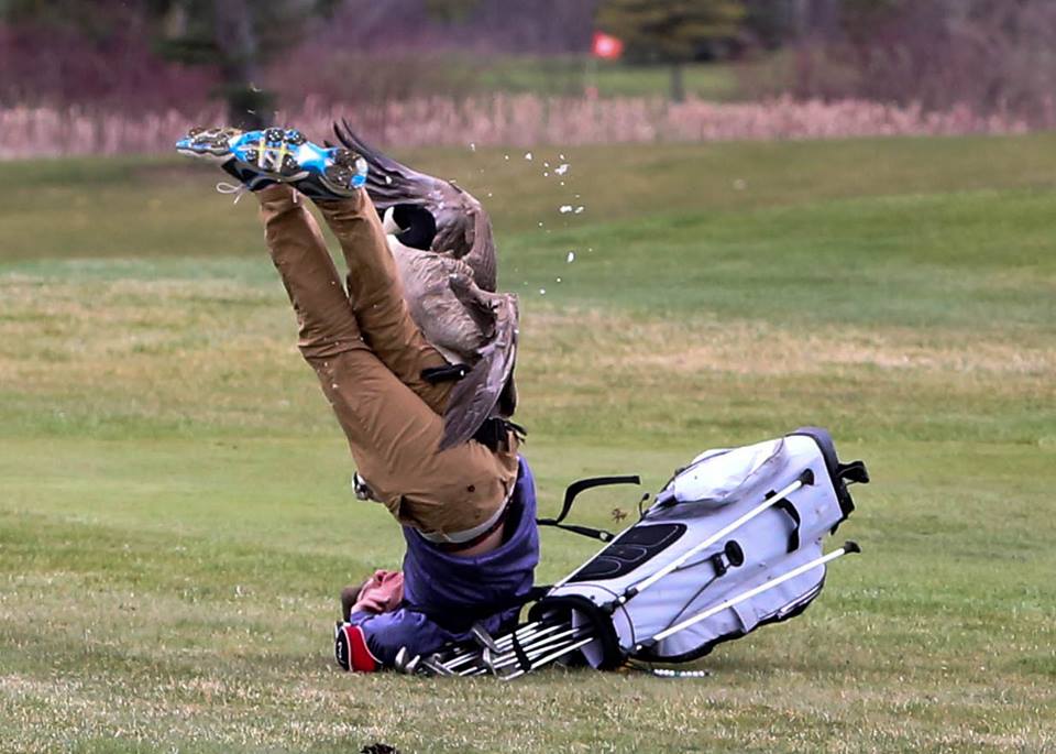 gansos-golf2