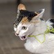 Mascotas con discapacidad superan la adversidad: ¡Hermosas postales!