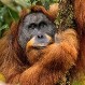Fotos: 10 nuevas y sorprendentes especies descubiertas en el último año