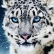 ¿Eres capaz de verlo? Leopardo camuflado es protagonista del nuevo desafío viral de internet