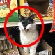 Fotos de los “Bodega Cat”: Gatos que son todo un fenómeno en las redes sociales en Estados Unidos