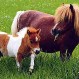 Famosa recibe avalancha de críticas por pintar un poni con pintura de glitter: Fotos de la polémica