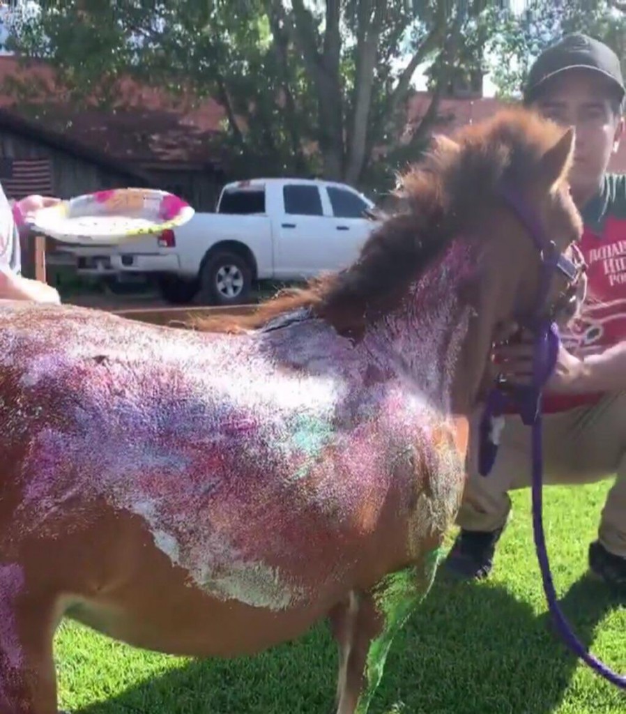 poni1
