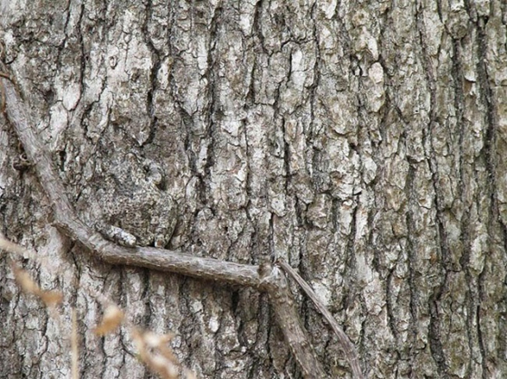 animales-camuflados-1