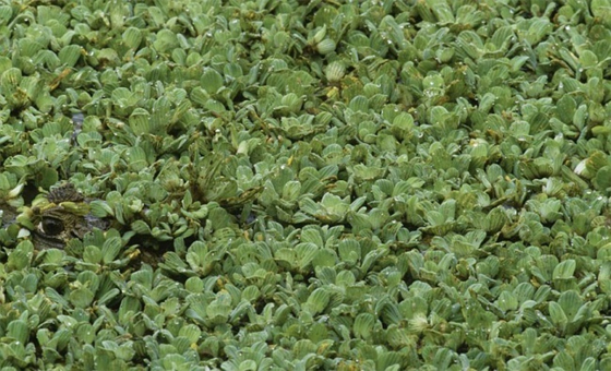 animales-camuflados-12