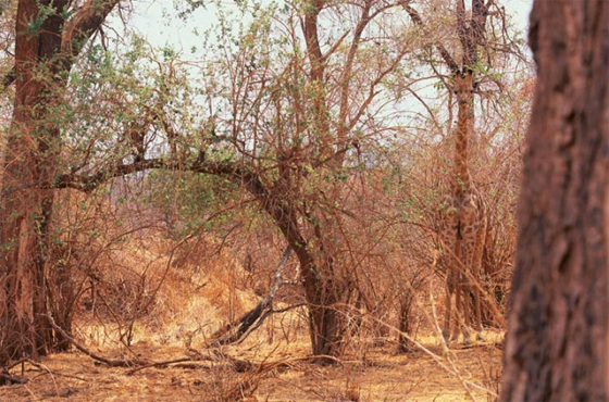 animales-camuflados-13