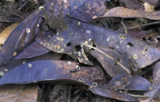 animales-camuflados-2