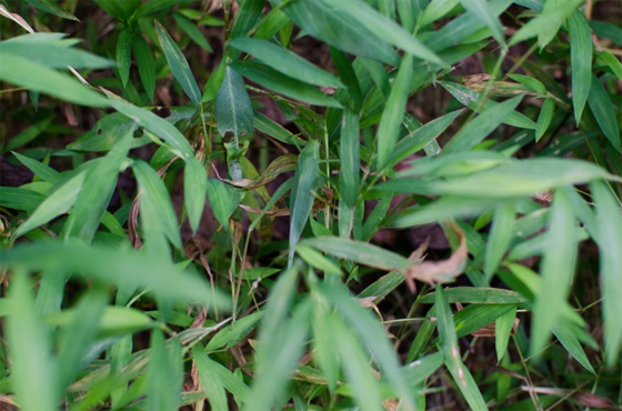 animales-camuflados-3