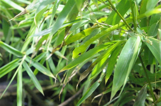 animales-camuflados-4