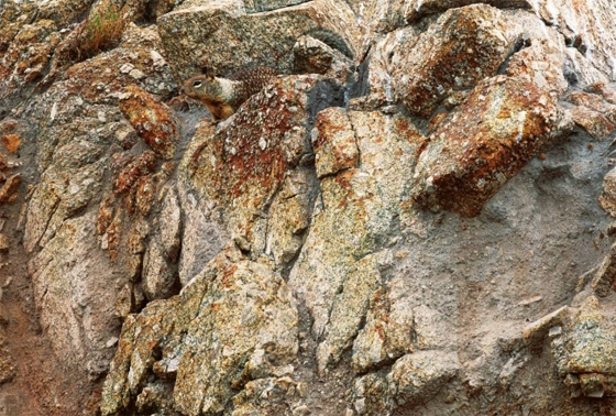 animales-camuflados-5