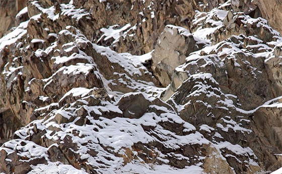 animales-camuflados-6