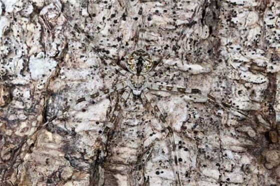 animales-camuflados-7