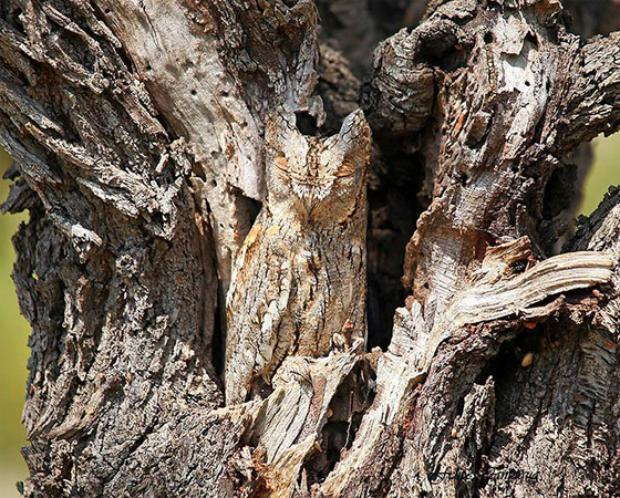 animales-camuflados-8