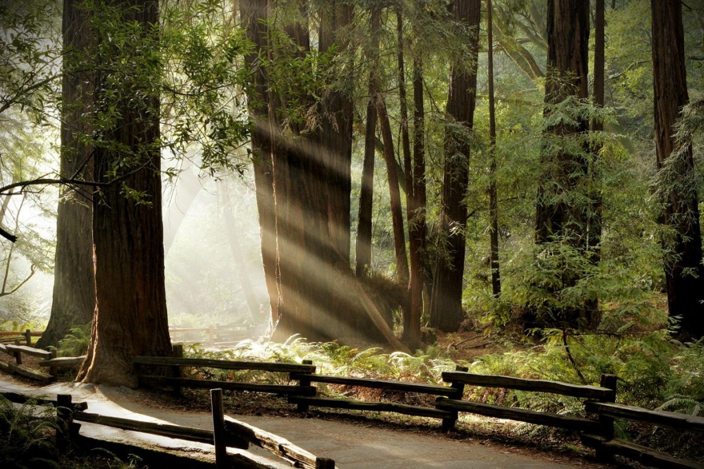 naturaleza6