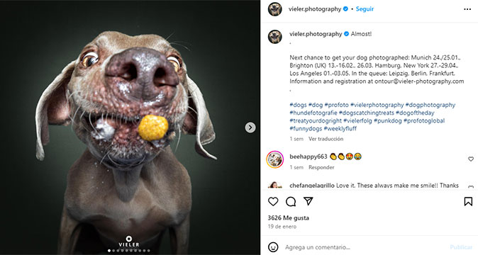 fotos-perros-