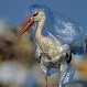 Animales y la pesadilla del plástico: Dramáticas fotos en donde la naturaleza se tiñó de gris por la contaminación