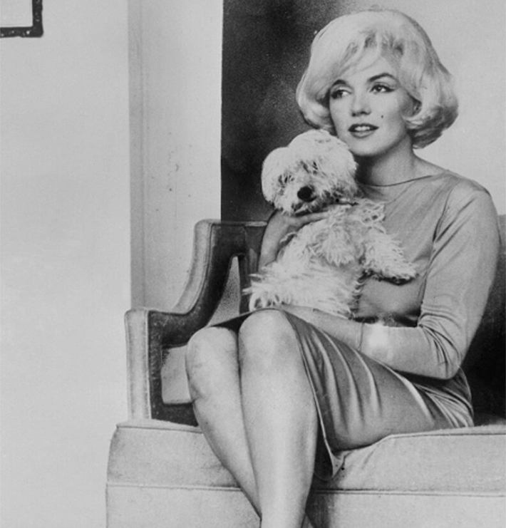 celebridades-perros3