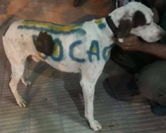 perro1