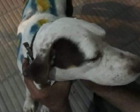 perro2