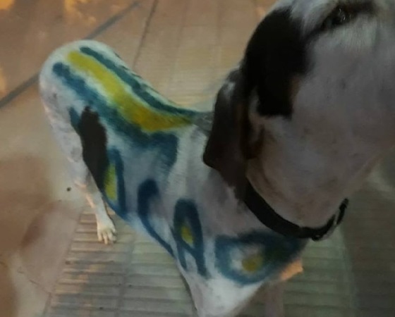 perro3
