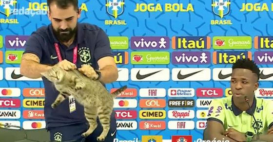 gato