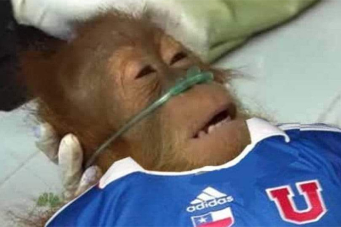 memes-copa-libertadores2