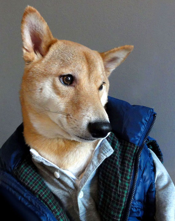 Archivo: Perro Bodhi (Archivo)