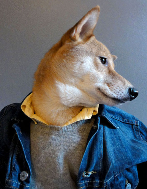 Archivo: Perro Bodhi (Archivo)