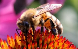 Porno-miel: Sitio para adultos lanza novedosa campaña contra la extinción de las abejas