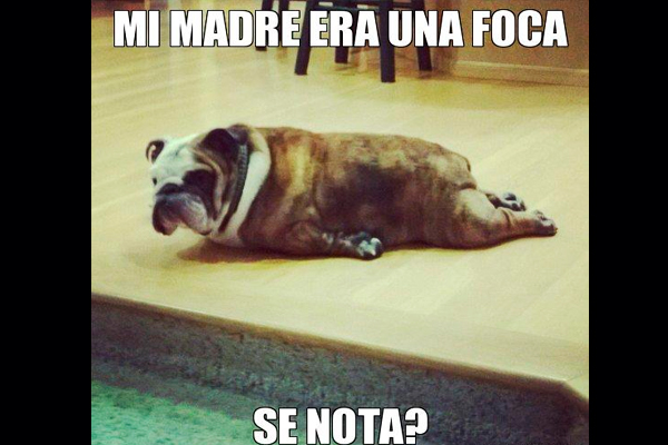 memes-animales-13