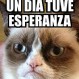 Humor felino: si eres un amante de los gatos disfrutarás estos divertidos memes