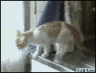 animales graciosos 16