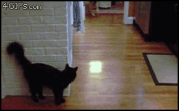 animales graciosos 2