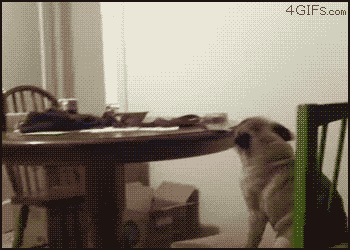 animales graciosos 4