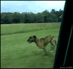animales graciosos 6